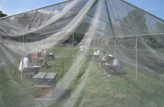 Training bees in a tent to connect smell of TNT with sugar syrup