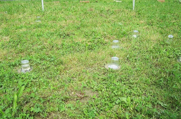 Training honeybees on the open field