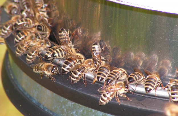 Training bees to recognise the smell of TNT