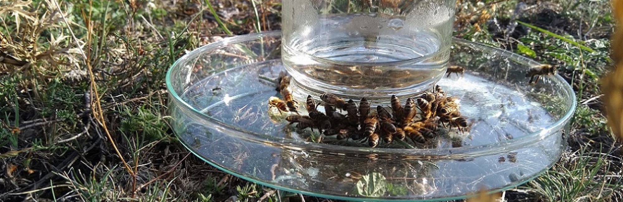 An active and a passive method with  trained honeybee colonies